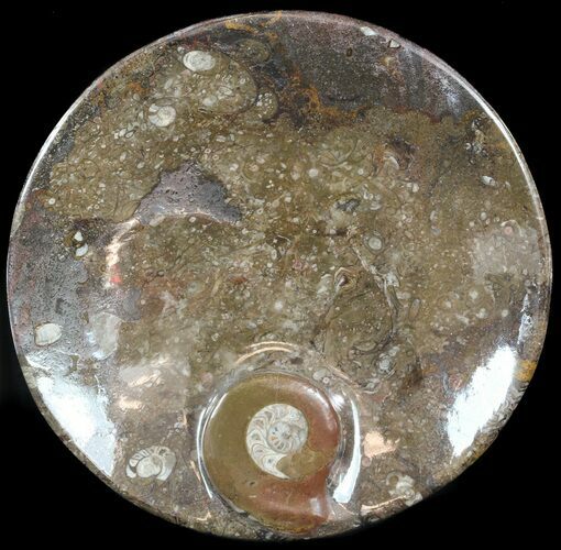 -/ Fossil Goniatite Dish - Stoneware #49386